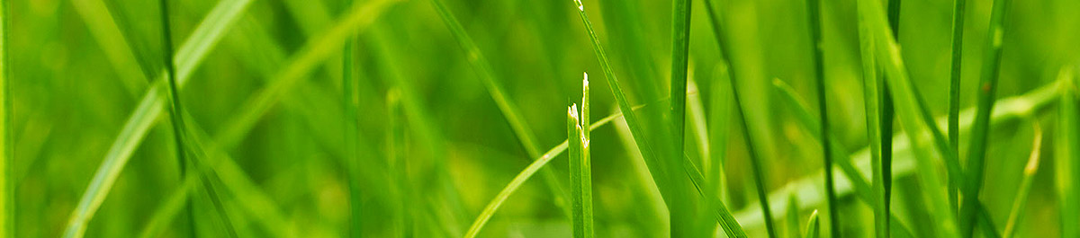 轰炸电话网页版